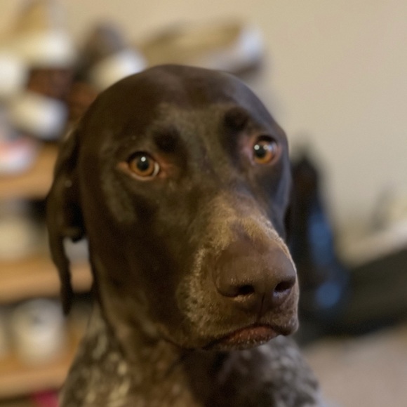 Meet your Posher, Nicholas - Picture 1 of 1